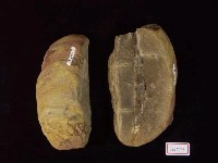 藏品(古海鰱化石)的圖片